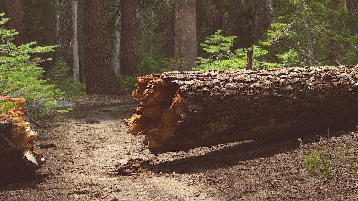 A dead and decaying tree.