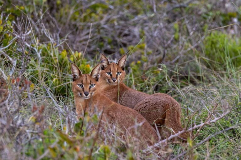 Two caracals in the fynbos vegetation of the Cape Point reserve in the southern part of the Cape Peninsula, South Africa. Gilbert Reinhardt