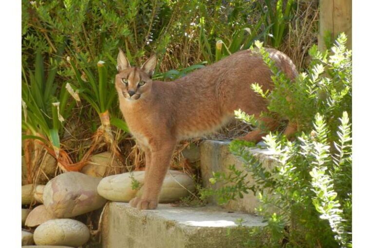 A caracal on the steps of a garden of an urban edge property in Smitswinkel on the Cape Peninsula, South Africa. Anya Adendorff